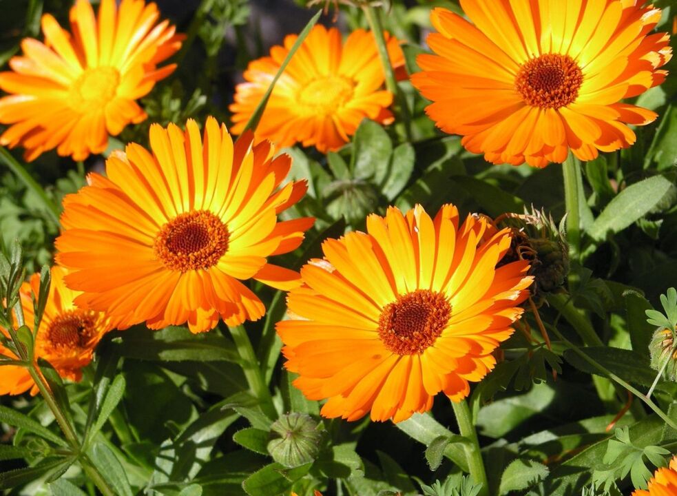 Calendula a popular remedy to get rid of fungus on the legs